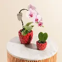 cc4ef716-c2a8-4352-9ffe-35fd1301219c.webp