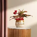 Aglaonema Red Fire Plant Pot