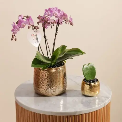 Luxury Pink Orchid Pot | Hoya Kerrii Pot