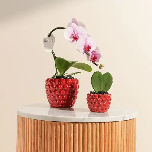 Majestic Plants Pots